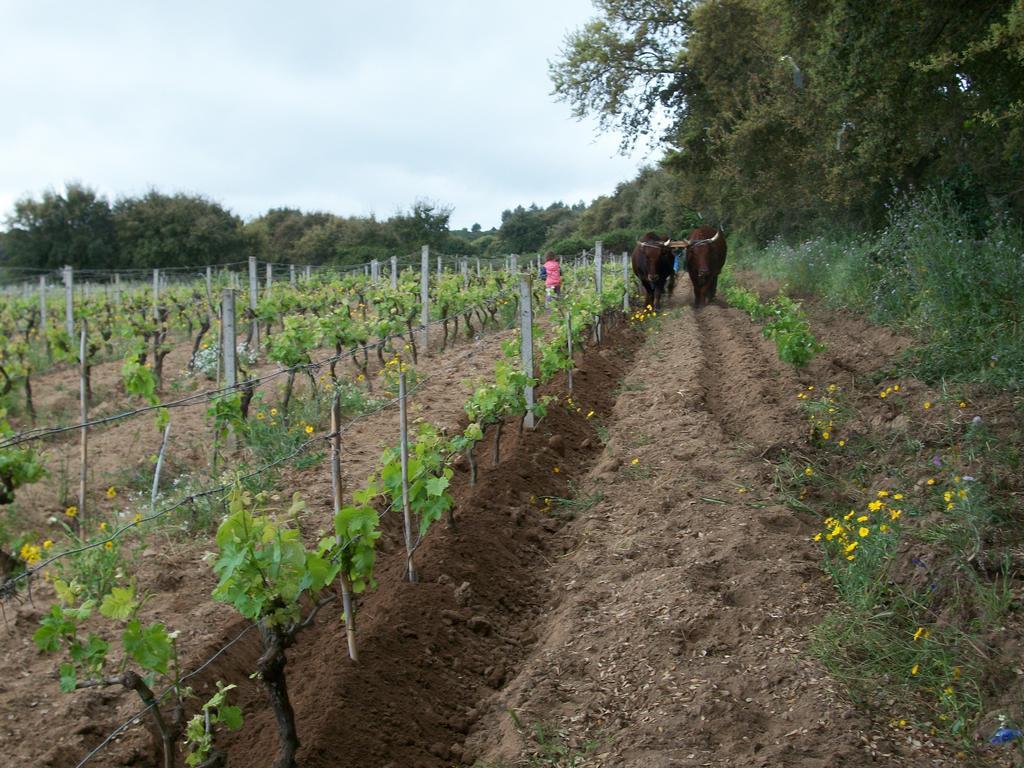 Agriturismo Rocca Su Moru Villa Arbus Eksteriør billede