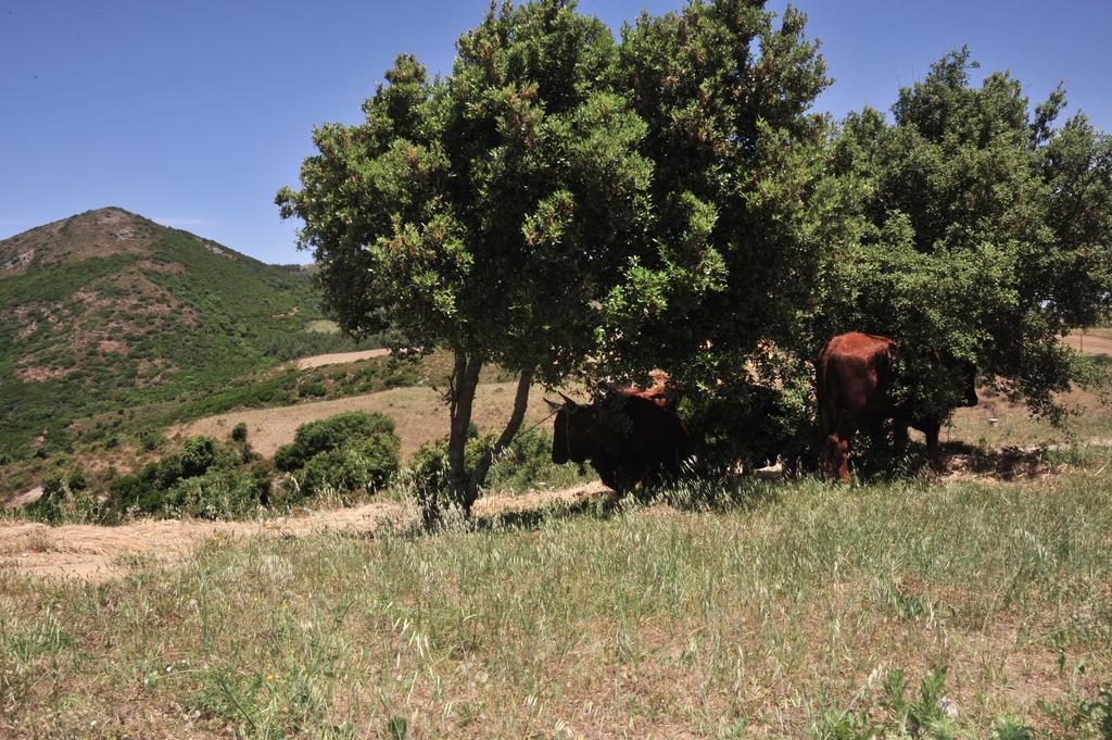 Agriturismo Rocca Su Moru Villa Arbus Eksteriør billede